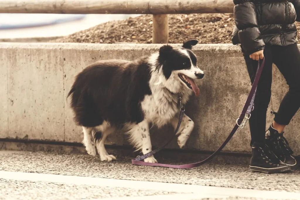 Pasear a tu perro ¿Por qué es tan importante?