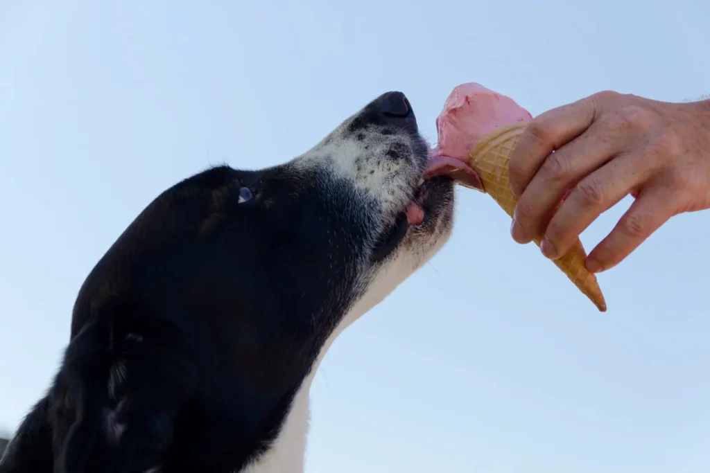 recetas de helados para perros