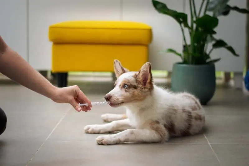 A cada cuánto se desparasita un perro cachorro