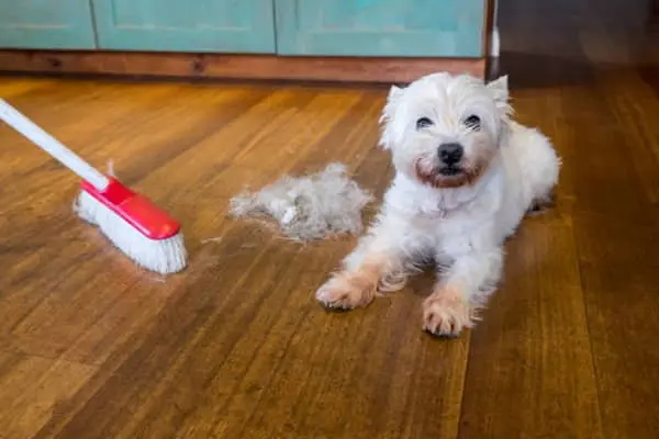 Caída de pelo en perros de pelo corto y largo