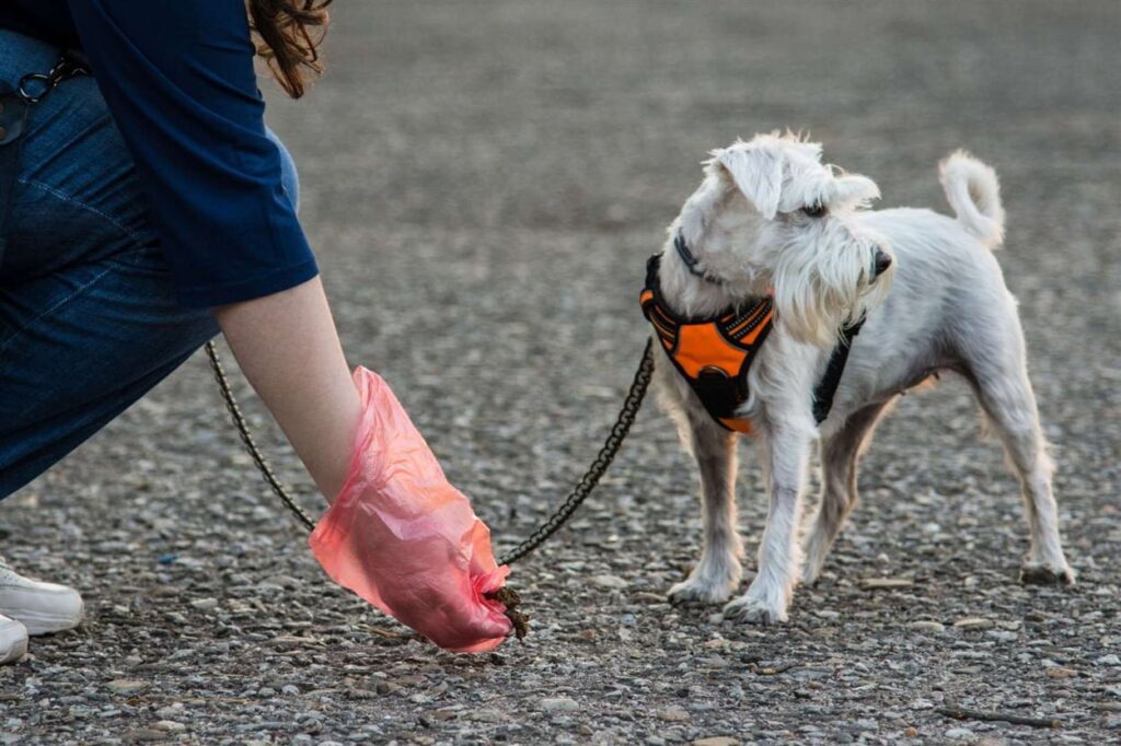 Cómo enseñar a un cachorro a hacer sus necesidades en la calle