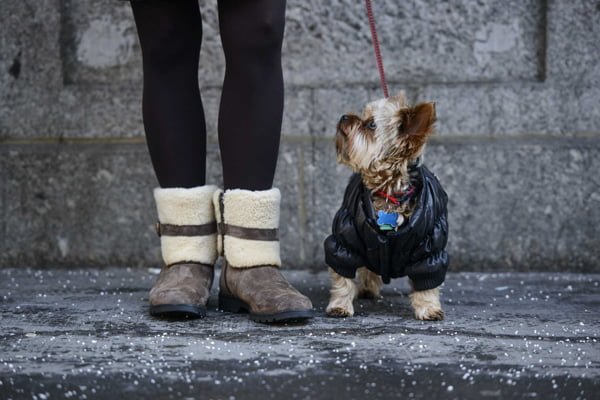 Cómo enseñar a un cachorro a hacer sus necesidades