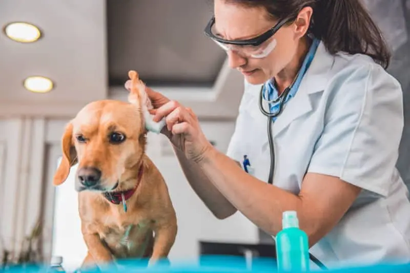 Cómo limpiar las orejas al perro