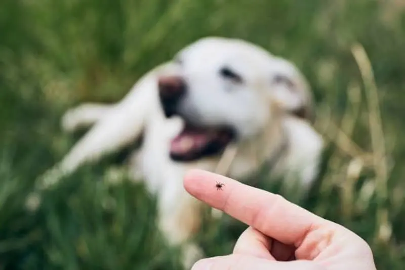 Cómo se le quitan las garrapatas a un perro