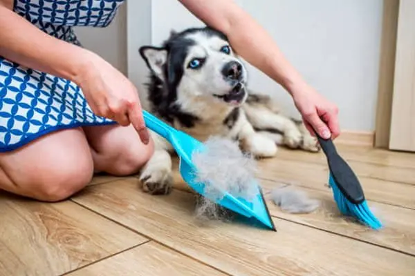 Cómo tratar la caída de pelo en perros de pelo corto