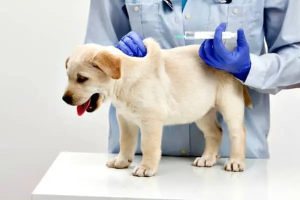 Cuándo desparasitar a un cachorro por primera vez