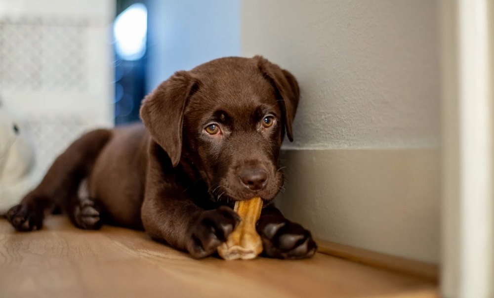 Huesos recreativos para perros: todos sus beneficios