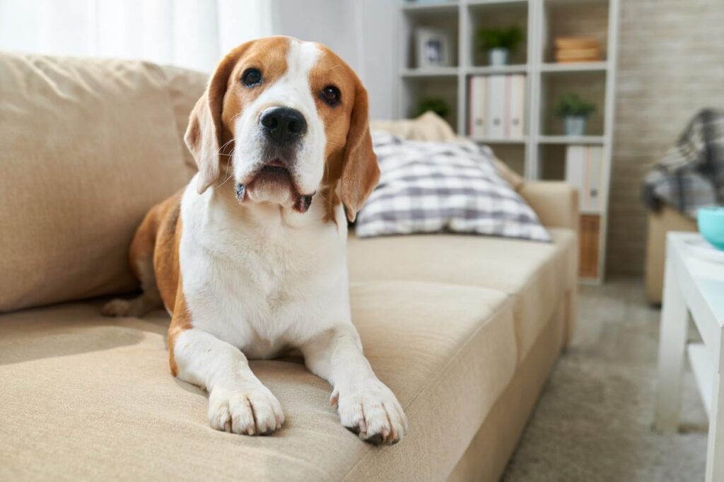 La llegada de otro perro a casa