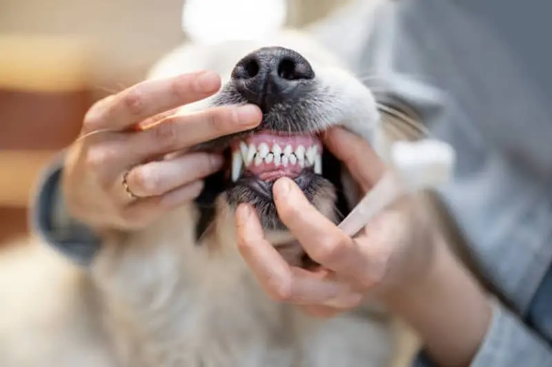 Por qué a mi perro se le caen los dientes