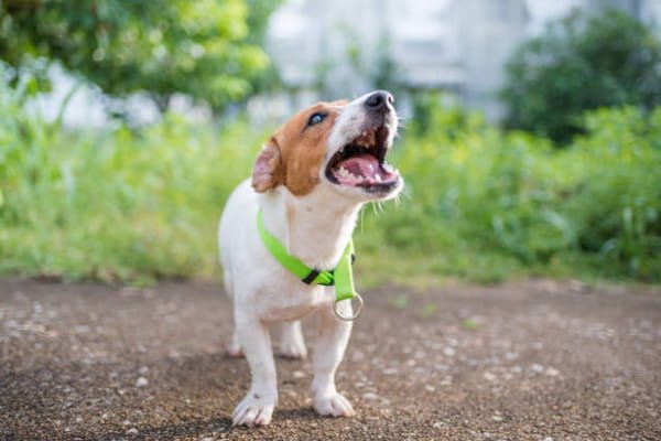 Tu perro ladra a los vecinos