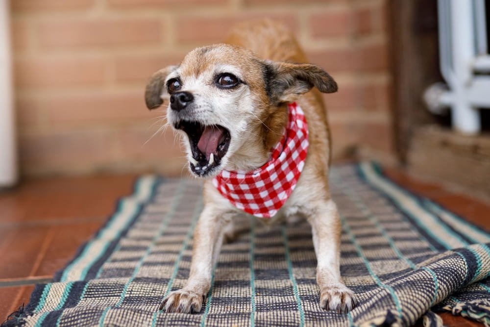 Tu perro ladra cuando oye a los vecinos