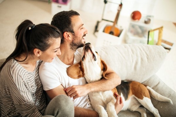 Ansiedad por separación en perros