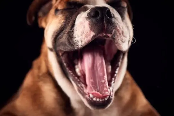 Cuáles son los síntomas más habituales de las encías inflamadas en perros