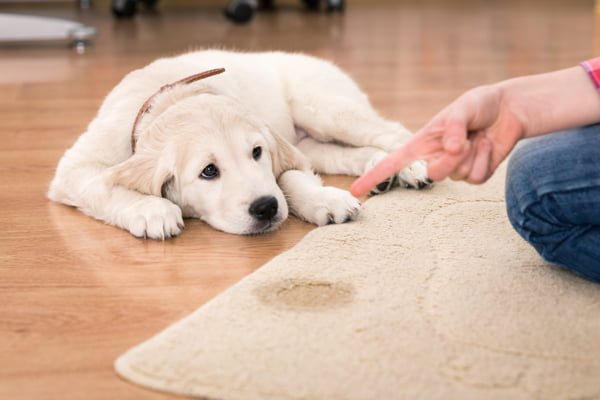 NO usar el castigo con tu cachorro