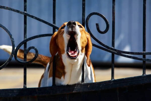 Por qué mi perro ladra cuando oye a los vecinos