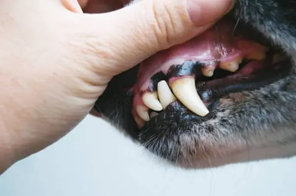 Qué enfermedades causa las encías inflamadas en los perros