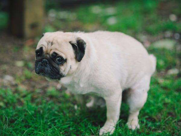 enseñar a un cachorro a hacer sus necesidades