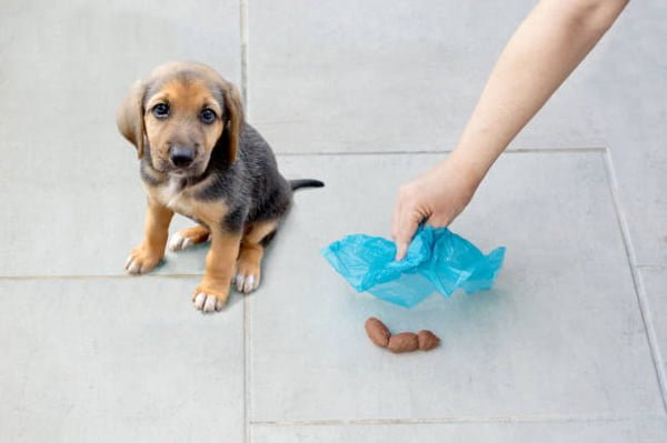 enseñar a un cachorro a hacer sus necesidades en la calle