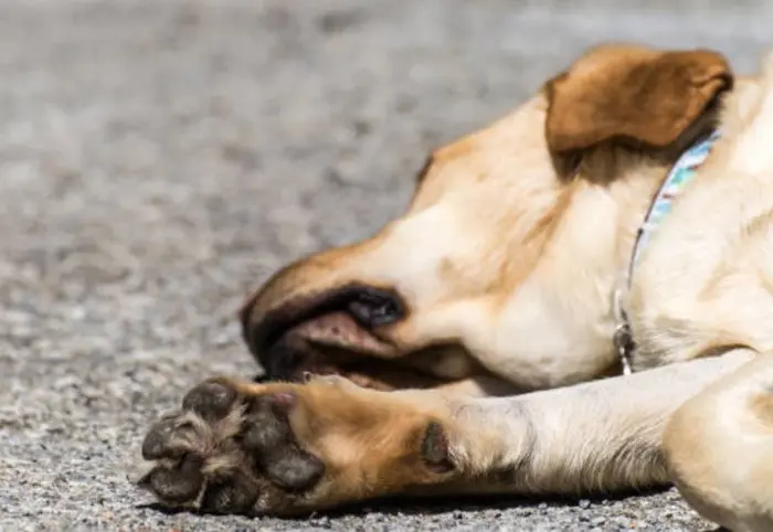 Almohadillas de perros secas y agrietadas: Guía completa