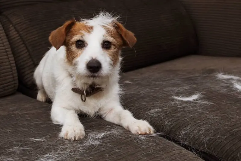 Cómo tratar la caída de pelo en perros de pelo corto