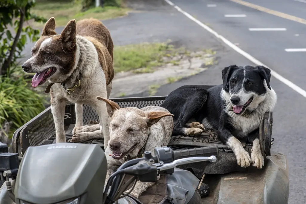 ¿Cómo debo cuidar a mi perro en verano