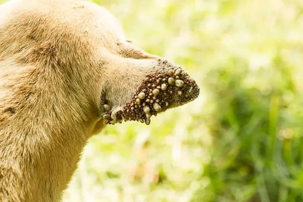 Enfermedades que provocan las garrapatas en el perro