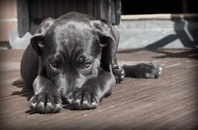 ¿Cómo Proteger  o cuidar las Almohadillas de los perros en Verano?