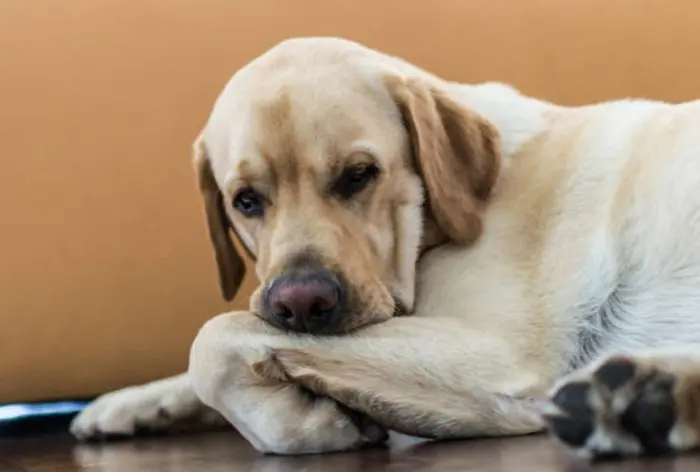 Remedios caseros para las patas de tu perro 