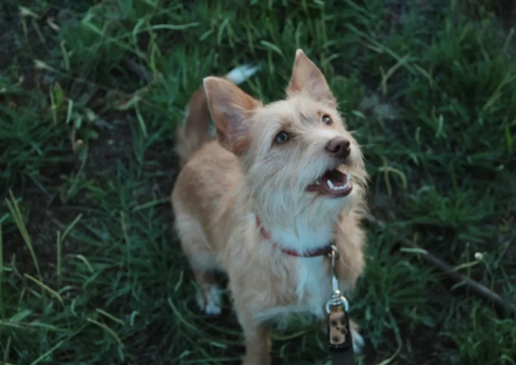 Pasear a tu perro ¿Por qué es tan importante?