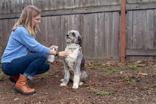 Remedios naturales para alejar las garrapatas del perro