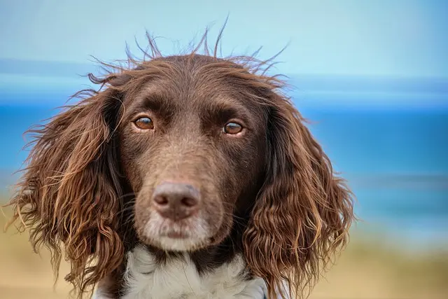 ¿Se debe cortar el pelo a los perros en verano?