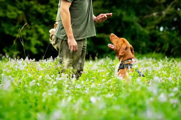 Cómo utilizar el adiestramiento positivo en tu perro: Guía completa para 2024