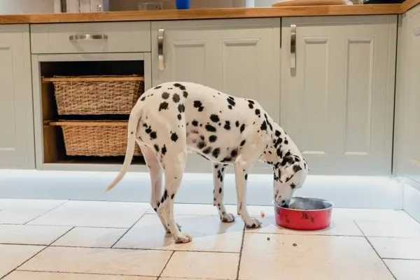 buena alimentación para  perros