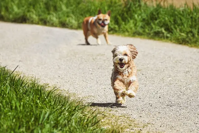 ¿Cómo debo cuidar a mi perro en verano