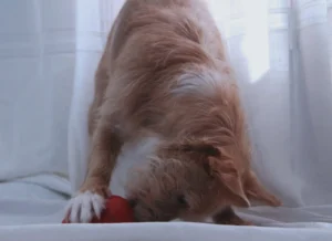 Juguetes y juegos para la estimulación mental de tu perro