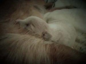 Lo que debes saber antes de tener un cachorro