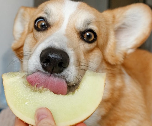 ¡Las mejores recetas de helados naturales para perros!